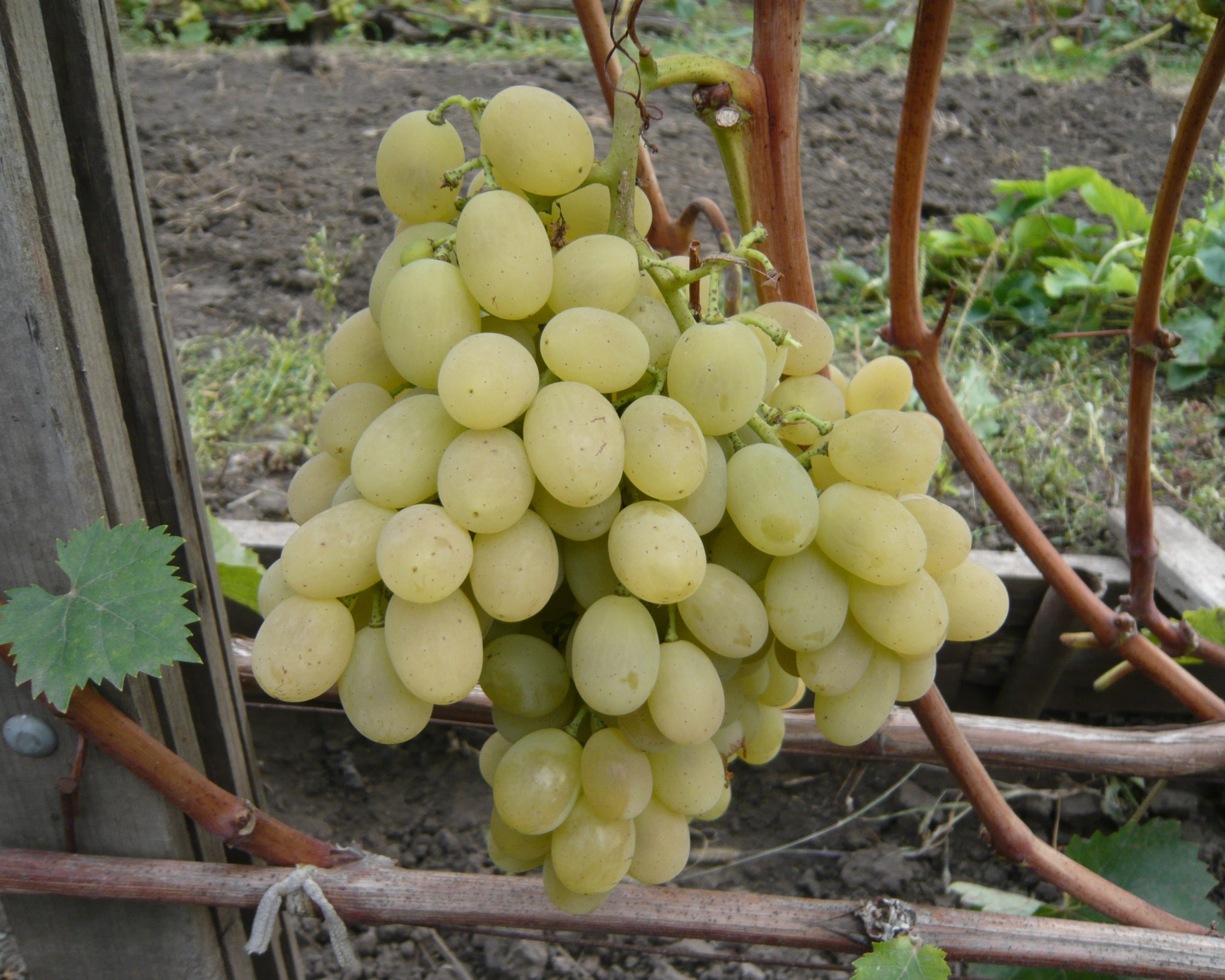 Агадаи сорт винограда