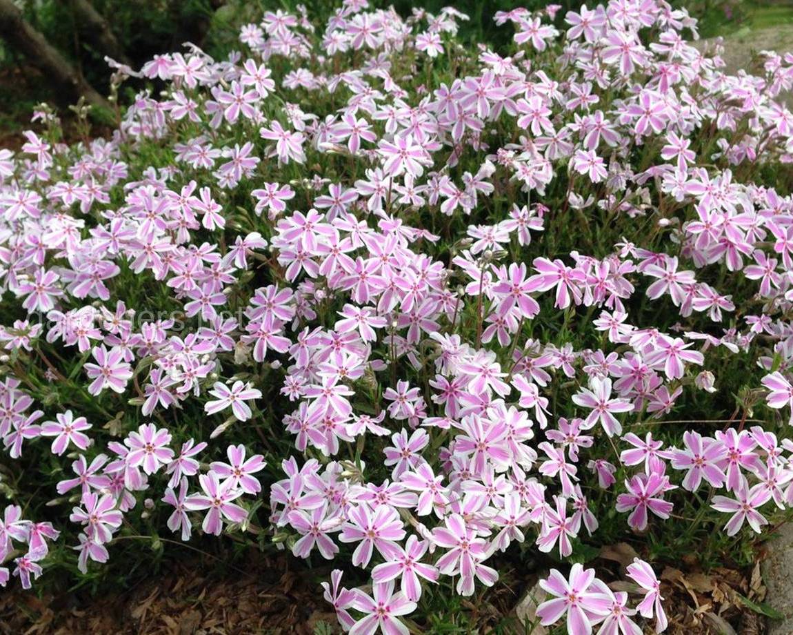 Флокс шиловидный "Кенди Страйпс" - купить саженцы с доставкой почтой по ...