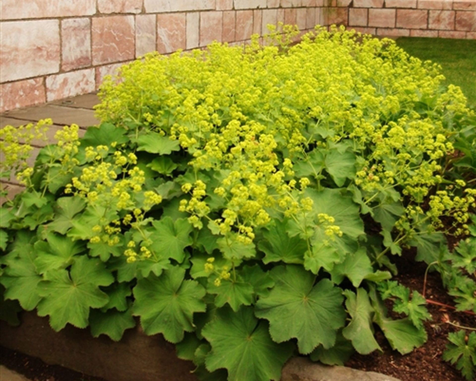 Манжетка Alchemilla mollis