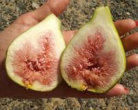 Инжир "Далматский"