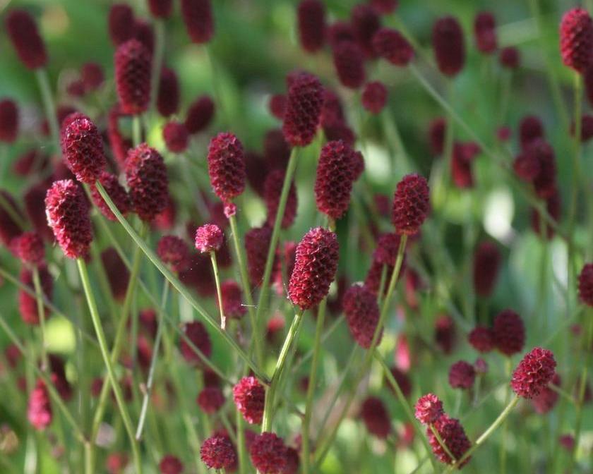 Кровохлебка: посадка и уход в открытом грунте. Виды и сорта кровохлебки, фото Pl