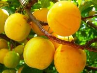 Слива "Вашингтон"