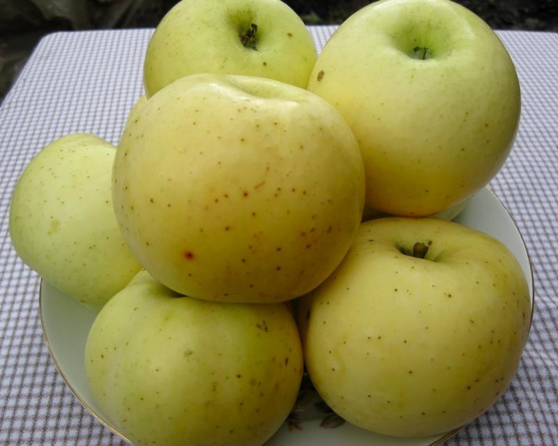 Желтые сорта яблок фото с названием и описанием