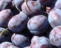 Слива "Богатырская"