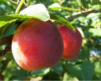 Слива "Королева Виктория"