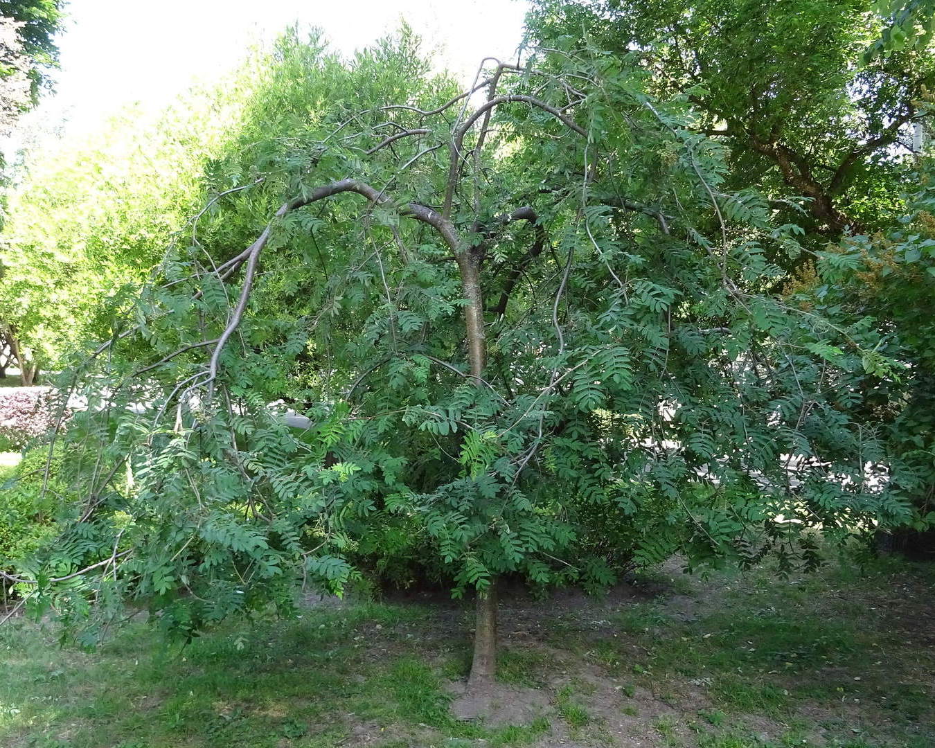 Рябина обыкновенная Sorbus aucuparia “pendula”