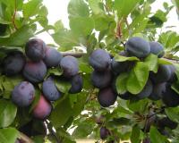 Слива "Венгерка Белорусская"