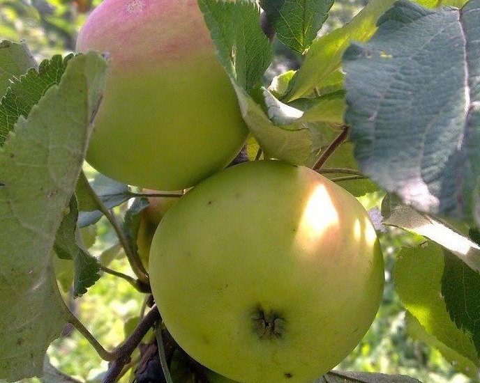 Pin en Fruitbomen kleine tuin