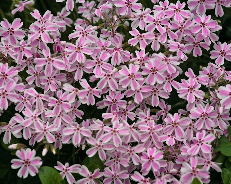 Флокс шиловидный "Кенди Страйпс" - купить саженцы с доставкой почтой по ...