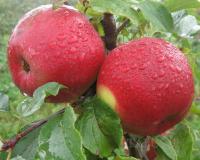 Яблоня "Лигол"