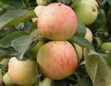 Яблоня «Юбиляр»