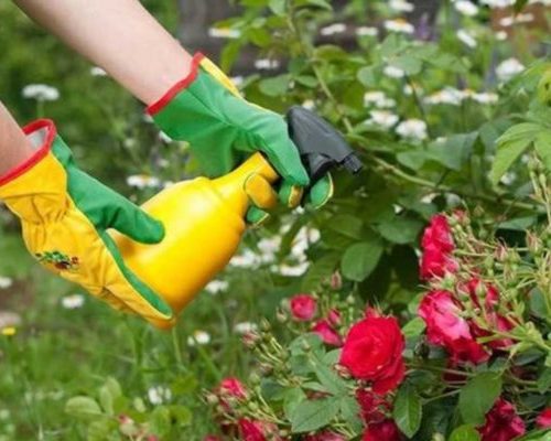 чем подкормить розы перед второй волной цветения. Смотреть фото чем подкормить розы перед второй волной цветения. Смотреть картинку чем подкормить розы перед второй волной цветения. Картинка про чем подкормить розы перед второй волной цветения. Фото чем подкормить розы перед второй волной цветения