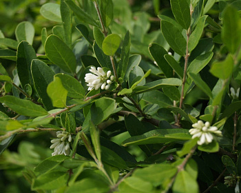 Бирючина обыкновенная "Квихоу"