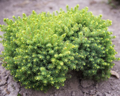 Ель обыкновенная "Литл Джем"