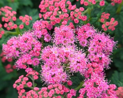 Спирея японская "Булата"