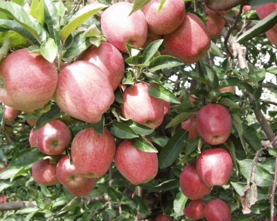 Яблоня "Чемпион"