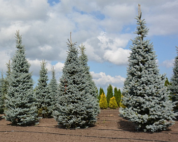 Ель колючая "Хупси"