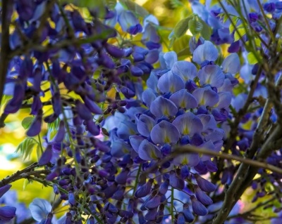 Глициния обильноцветущая "Блю мун"