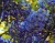 Глициния обильноцветущая "Блю мун"