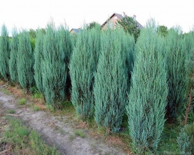 Можжевельник скальный "Блю Эрроу"