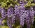 Глициния обильноцветущая "Виолацеа Плена"