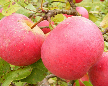 Яблоня "Ауксис"