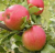 Яблоня «Юбиляр»