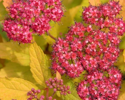 Спирея японская "Голдфлейм"