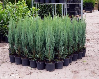 Можжевельник скальный "Скайрокет"