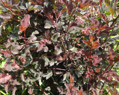 Пузыреплодник "Саммер Вайн" (Summer Wine)