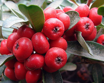 Пираканта "Ред Колумн"