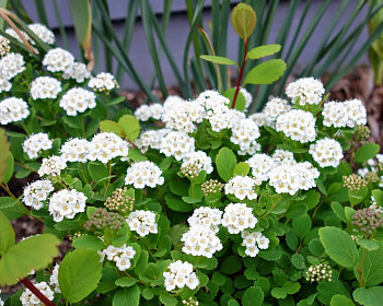 Спирея берозолистная "Тор"