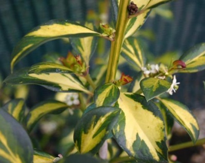 Падуб  остролистный  "Голд  Квин"