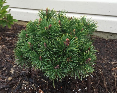 Сосна горная "Пумилио"