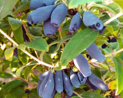 Жимолость "Бакчарский великан"