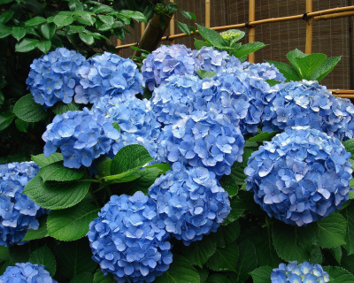 Гортензия крупнолистная Эрли Блю (Early Blue)