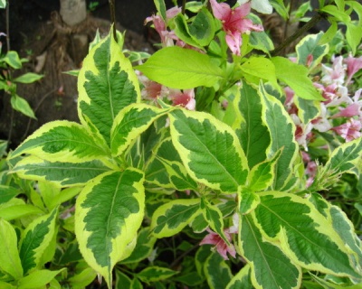 Вейгела цветущая "Brigela"