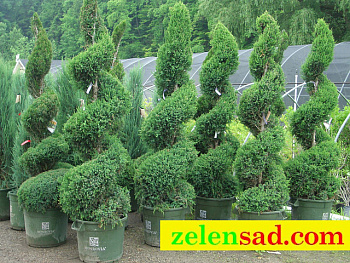 Туя спирилис "Смарагд"