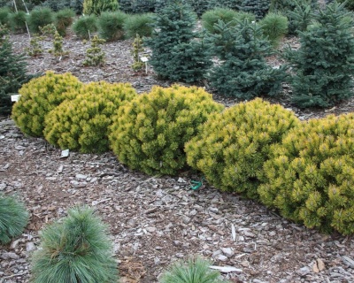 Сосна горная "Офир"