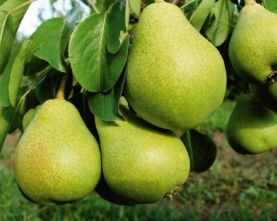Груша колоновидная "Сладкая красавица"