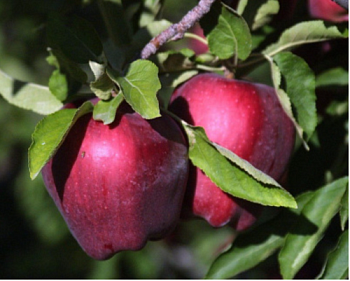 Яблоня "Ред Делишес"
