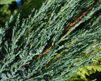 Можжевельник скальный "Блю Эрроу"