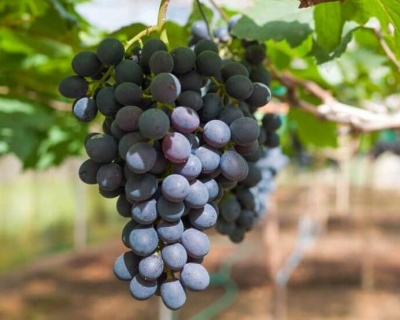 Виноград "Макси Черный "