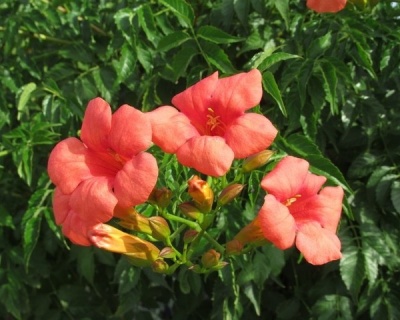 Кампсис Госпожа Гален (P-9)