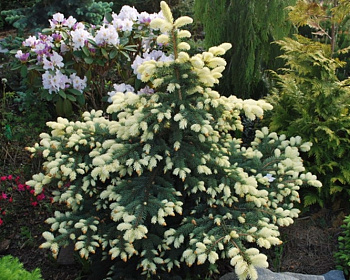 Ель колючая "Биалобок"