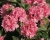 Азалия крупноцветковая "Килиан"