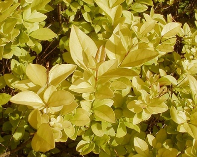 Бирючина гибридная "Викари"