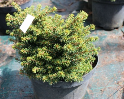 Ель обыкновенная "Литл Джем"