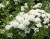 Спирея ниппонская «Сноумаунд»