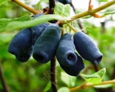 Жимолость "Сластена"